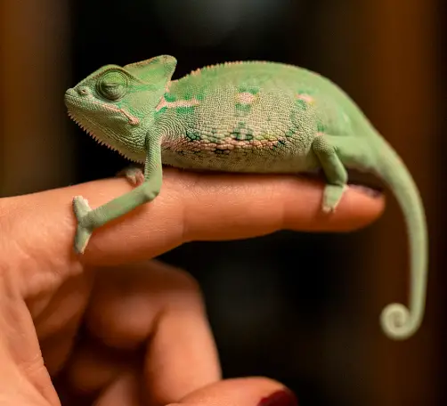 Can Chameleons Recognize Their Own Reflections?
