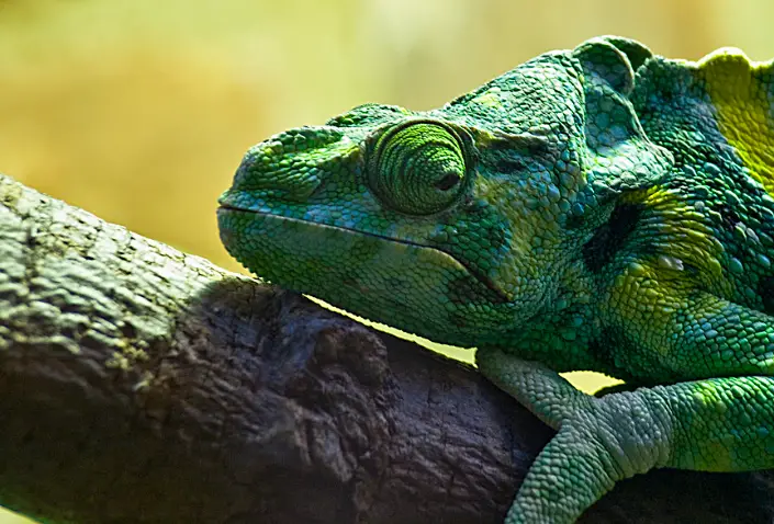 How Do Chameleons Molt?