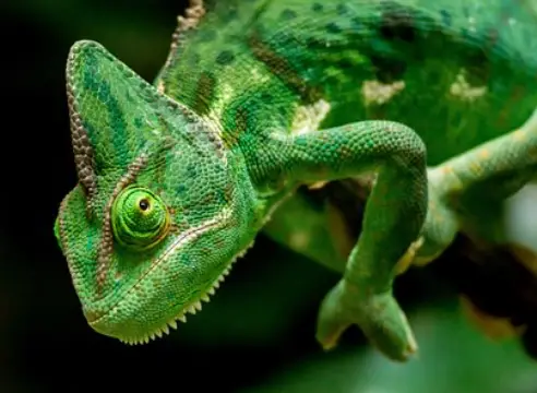 Can Chameleons See In The Dark?